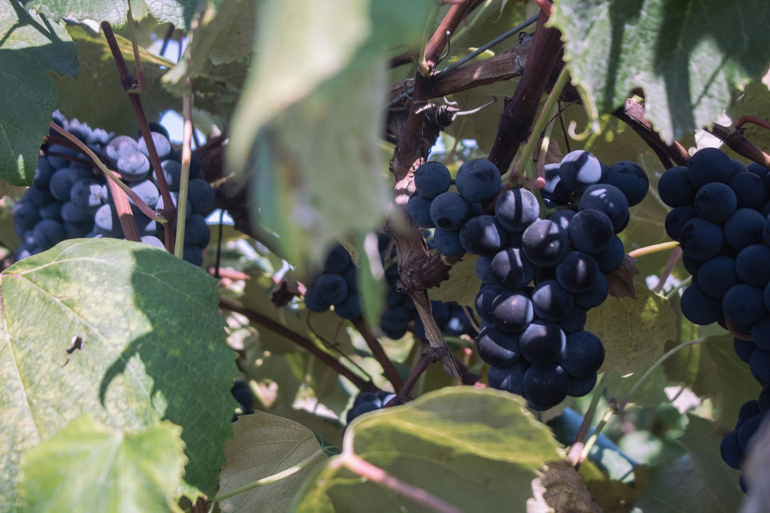 Reife Trauben hängen an grünen Weinreben in der Sonne.