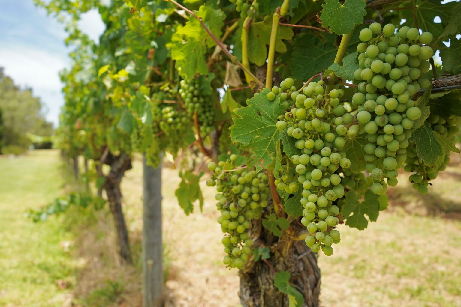 Reife WeinTrauben hängen an grünen Reben in sonniger Weinberglandschaft.