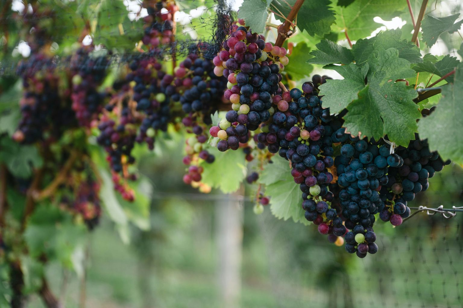 Reife Trauben hängen an grünen Weinreben in der Sonne.