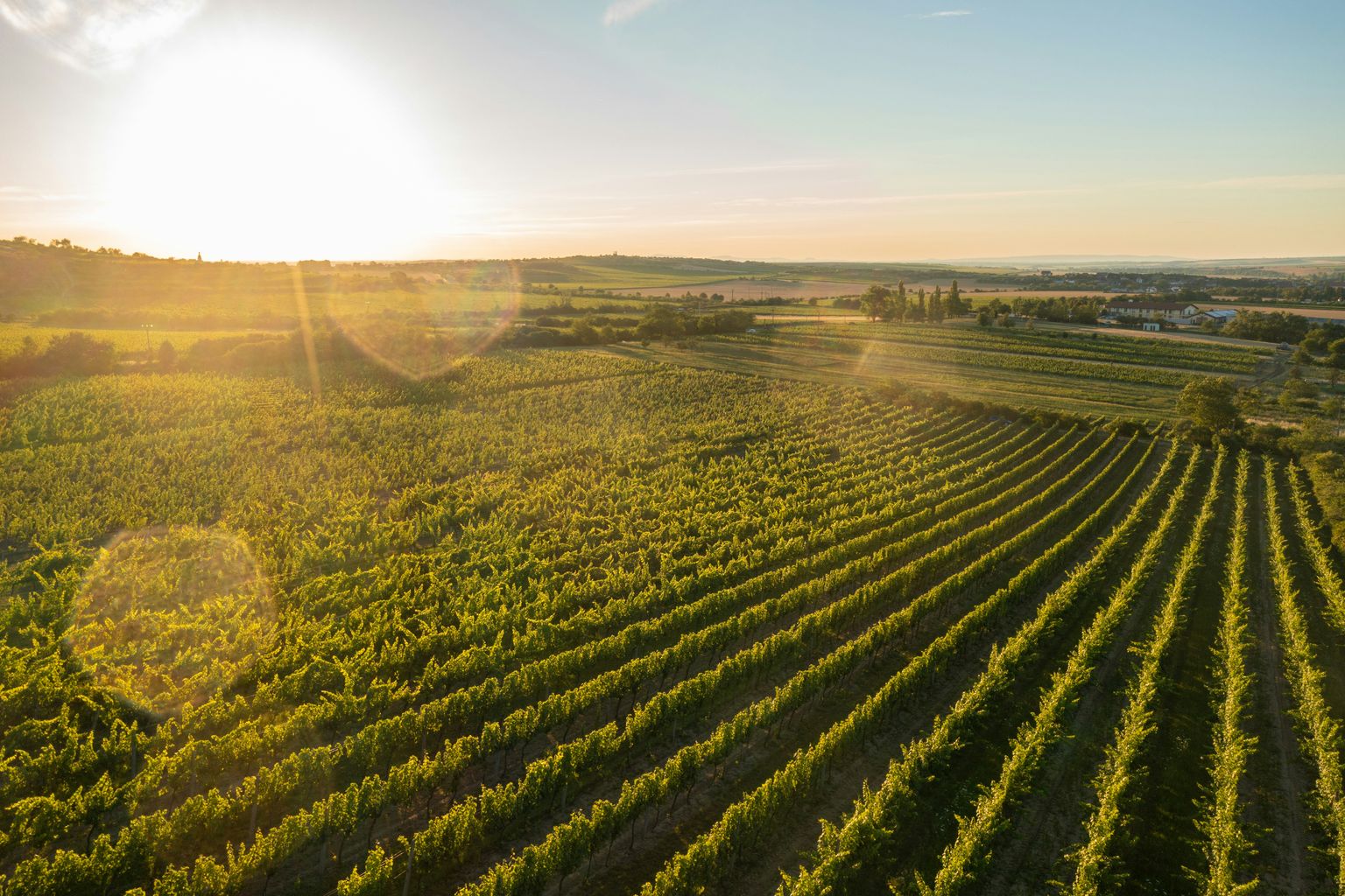Sonnenaufgang über geordneten Weinbergen mit weitem Horizont und sanftem Licht.