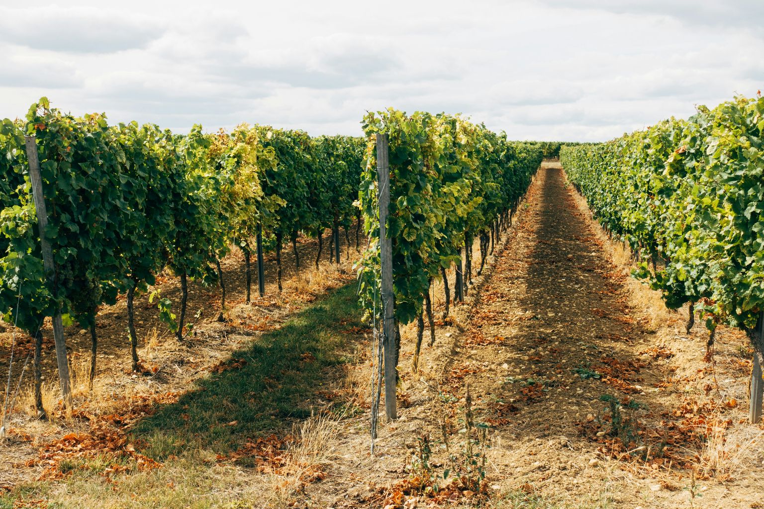 Reihenweise Weinreben in einem sonnenbeschienenen Weinberg mit trockenem Boden.