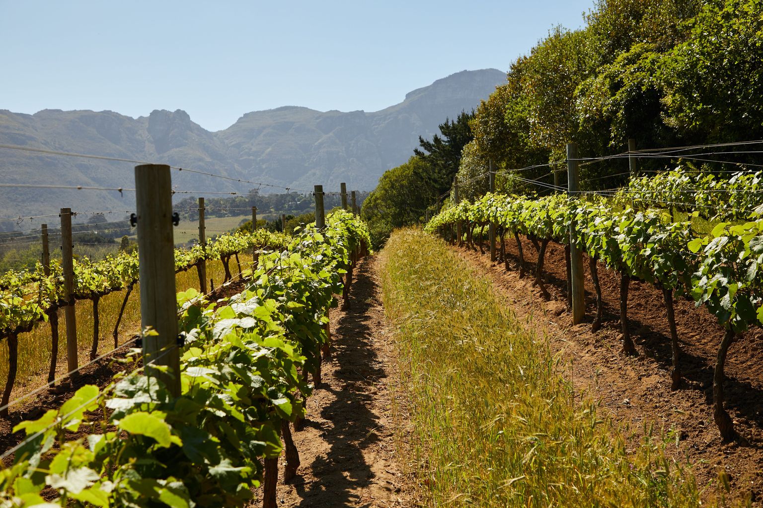 Weinberg mit grünen Reben vor bergiger Landschaft unter klarem Himmel.