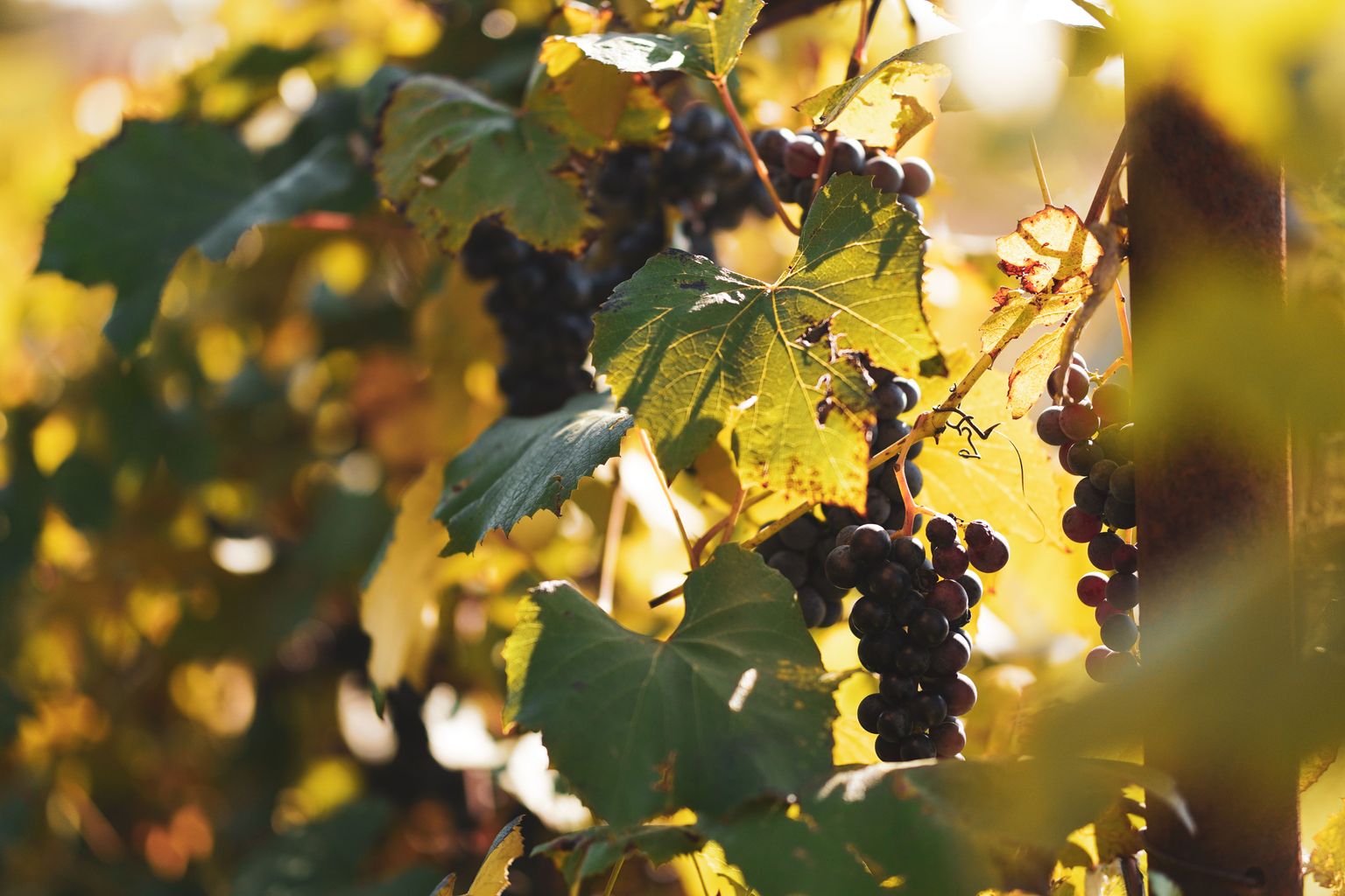 Reife Trauben an sonnenbeschienener Weinrebe mit goldgelbem Licht.