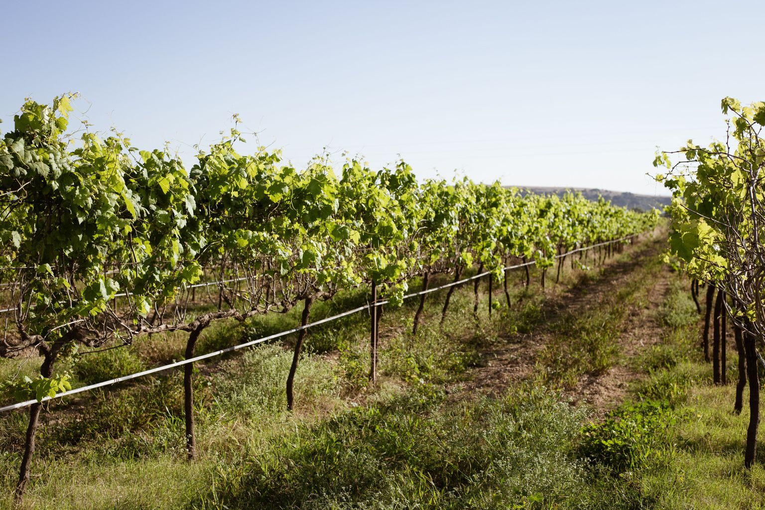 Grüne Weinreben in sonniger Weinberglandschaft mit gepflegten Reihen und klarer Sicht.