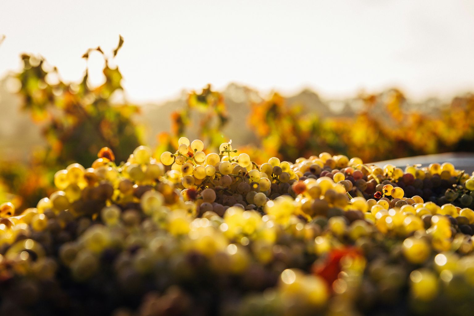 Reife Weinbeeren in der Sonne, goldgelb leuchtend und dicht am Stock.