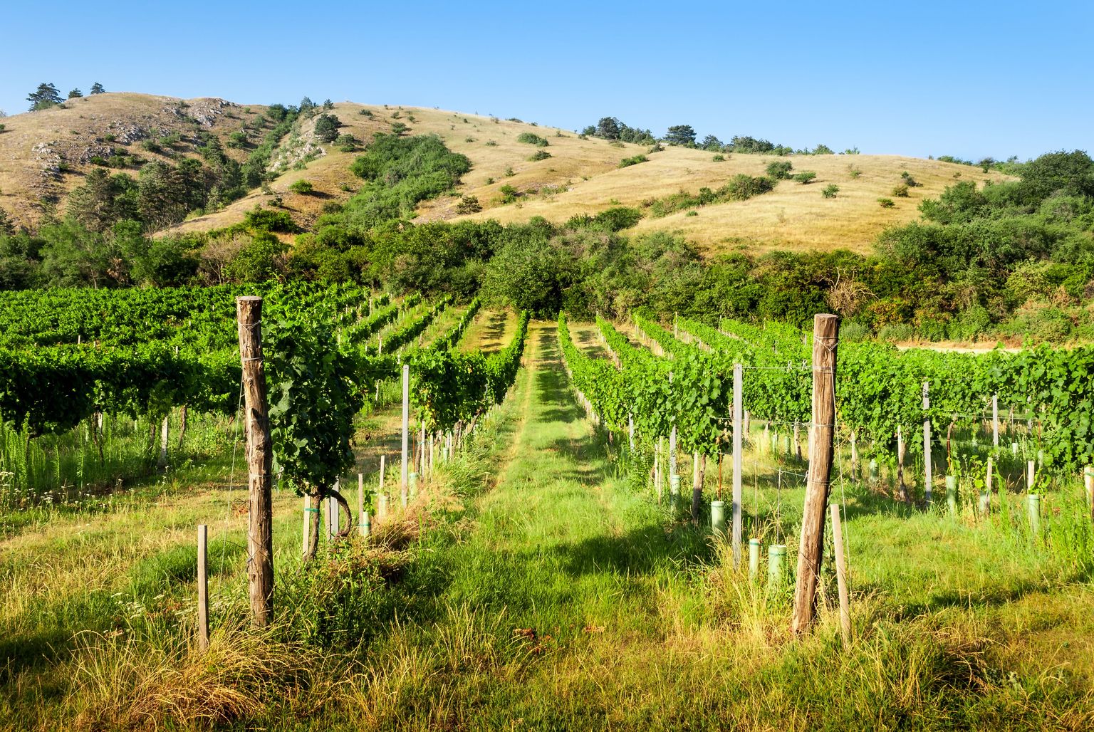 Weinberg mit grünen Reben und hügeliger Landschaft unter blauem Himmel.