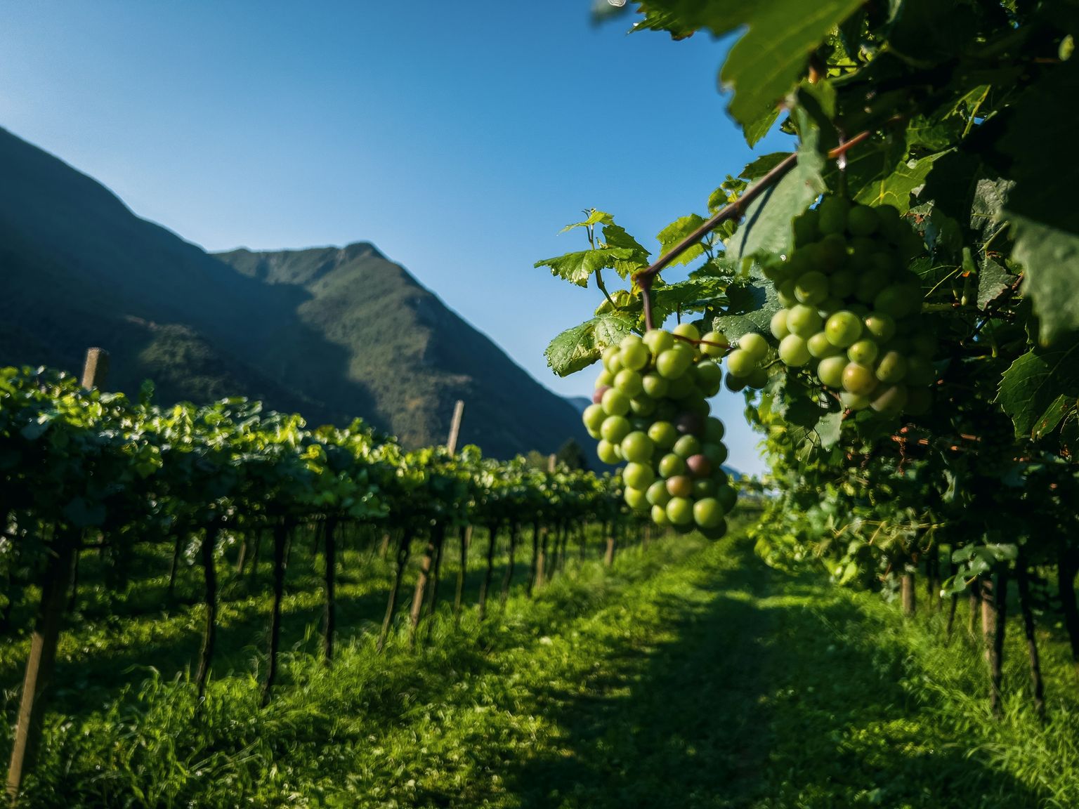 Grünes Weinberggelände mit reifen Trauben vor bergiger Landschaft bei Sonnenschein.