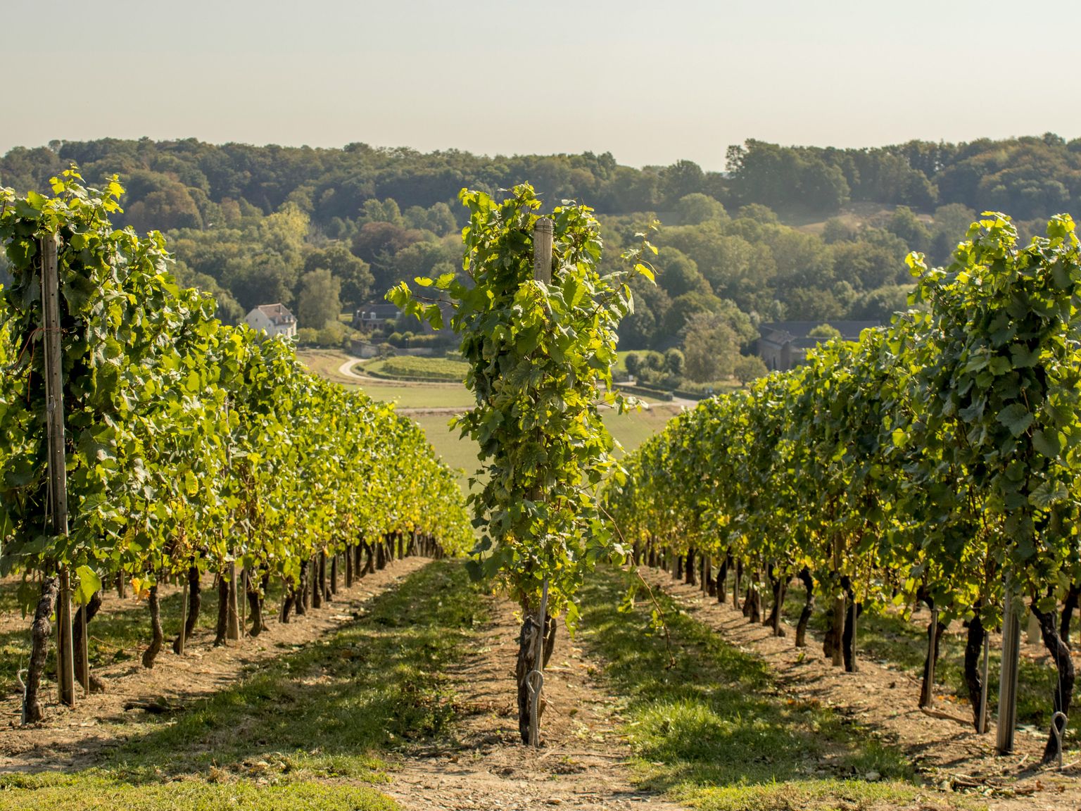 Weinberg mit grünen Reben und sonniger Landschaft im Hintergrund.