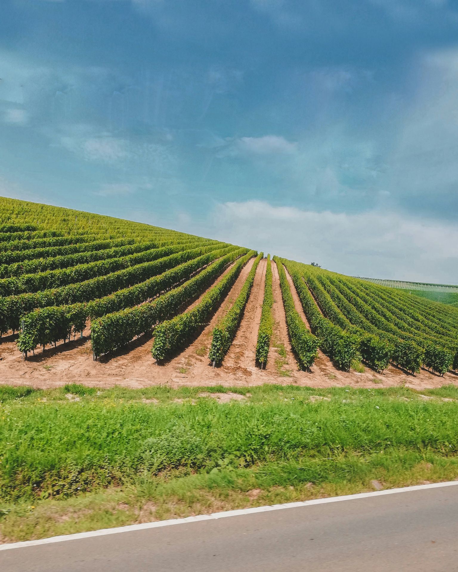 Weinberg mit geordneten Rebenreihen unter blauem Himmel, von Straße aus gesehen.