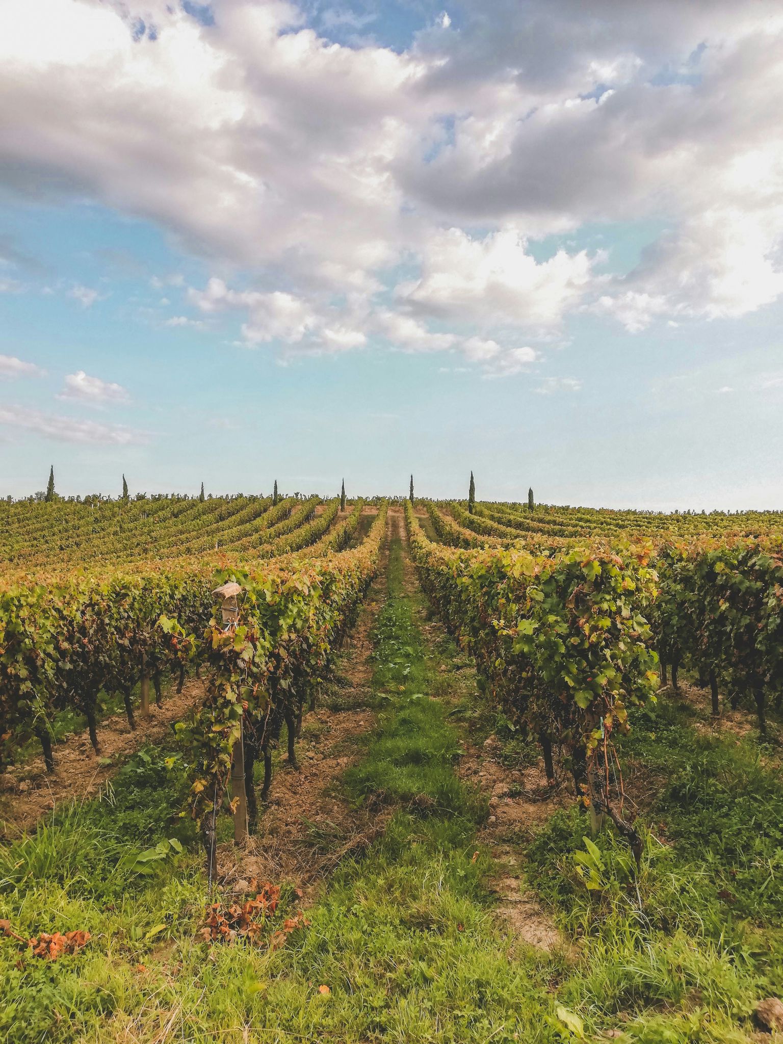 Weinberg mit gepflegten Reben unter blauem Himmel und fluffigen Wolken.