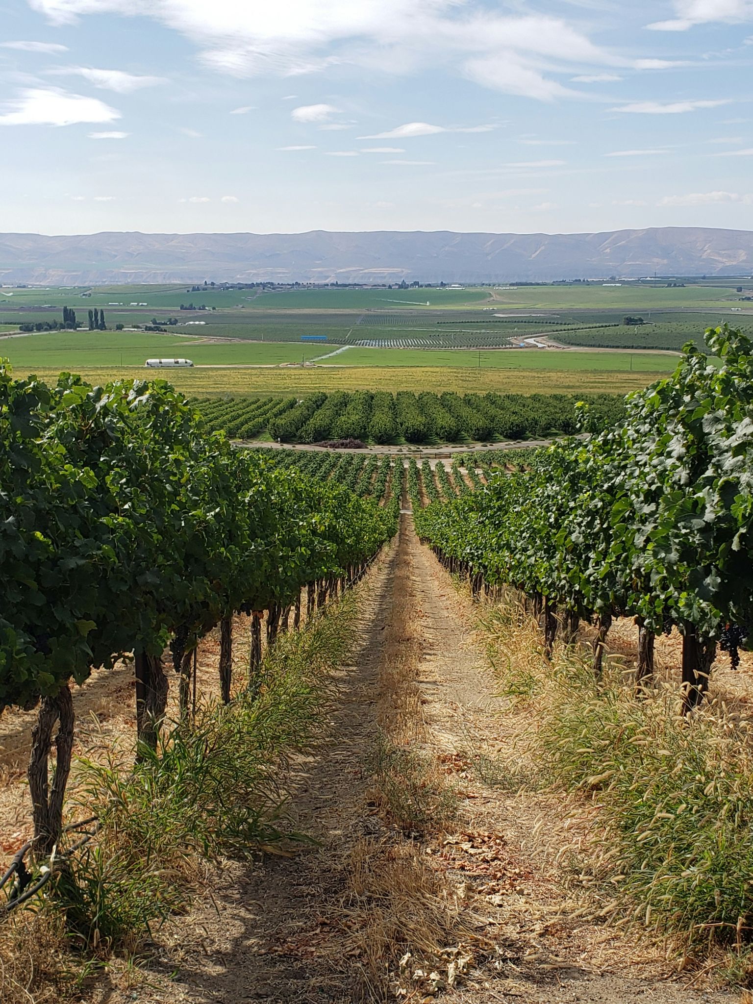 Weinberg mit ordentlichen Rebenreihen und weitem Blick ins grüne Hügelland unter blauem Himmel.