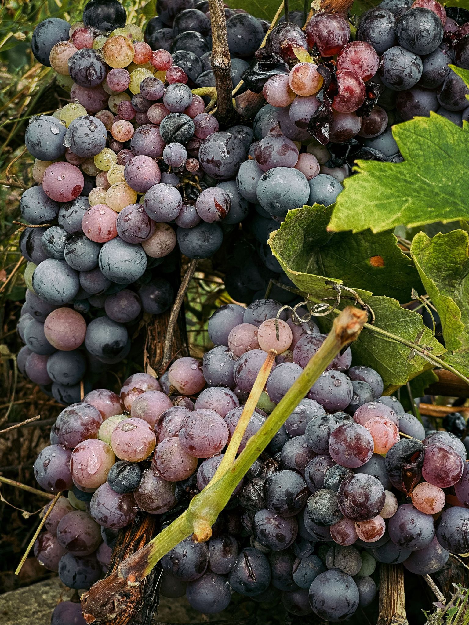 Frische Trauben mit leichtem Reifüberzug an der Weinrebe, bereit zur Ernte.