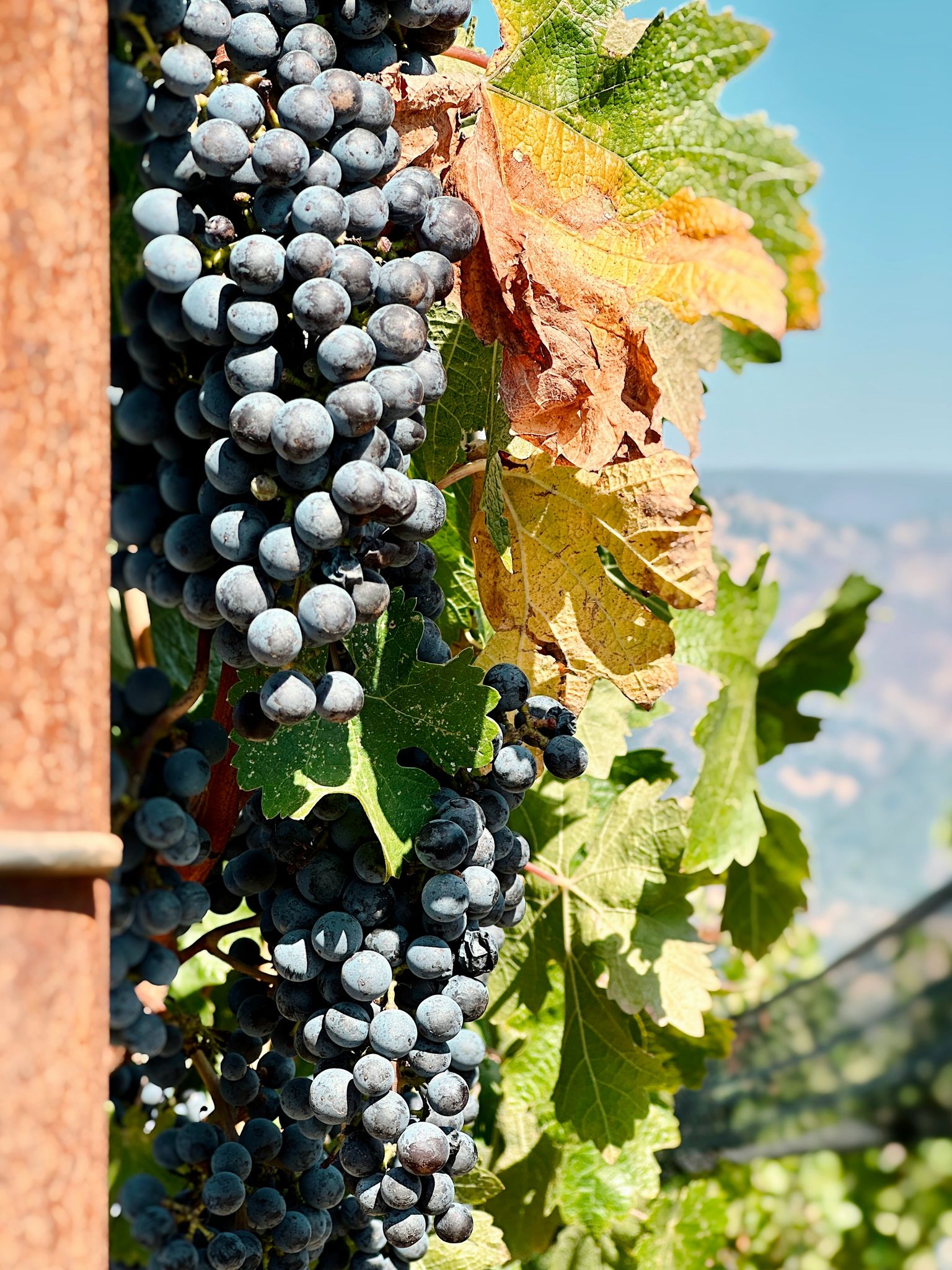 Reife Trauben an einer Weinrebe mit grünen Blättern und sonniger Landschaft im Hintergrund.