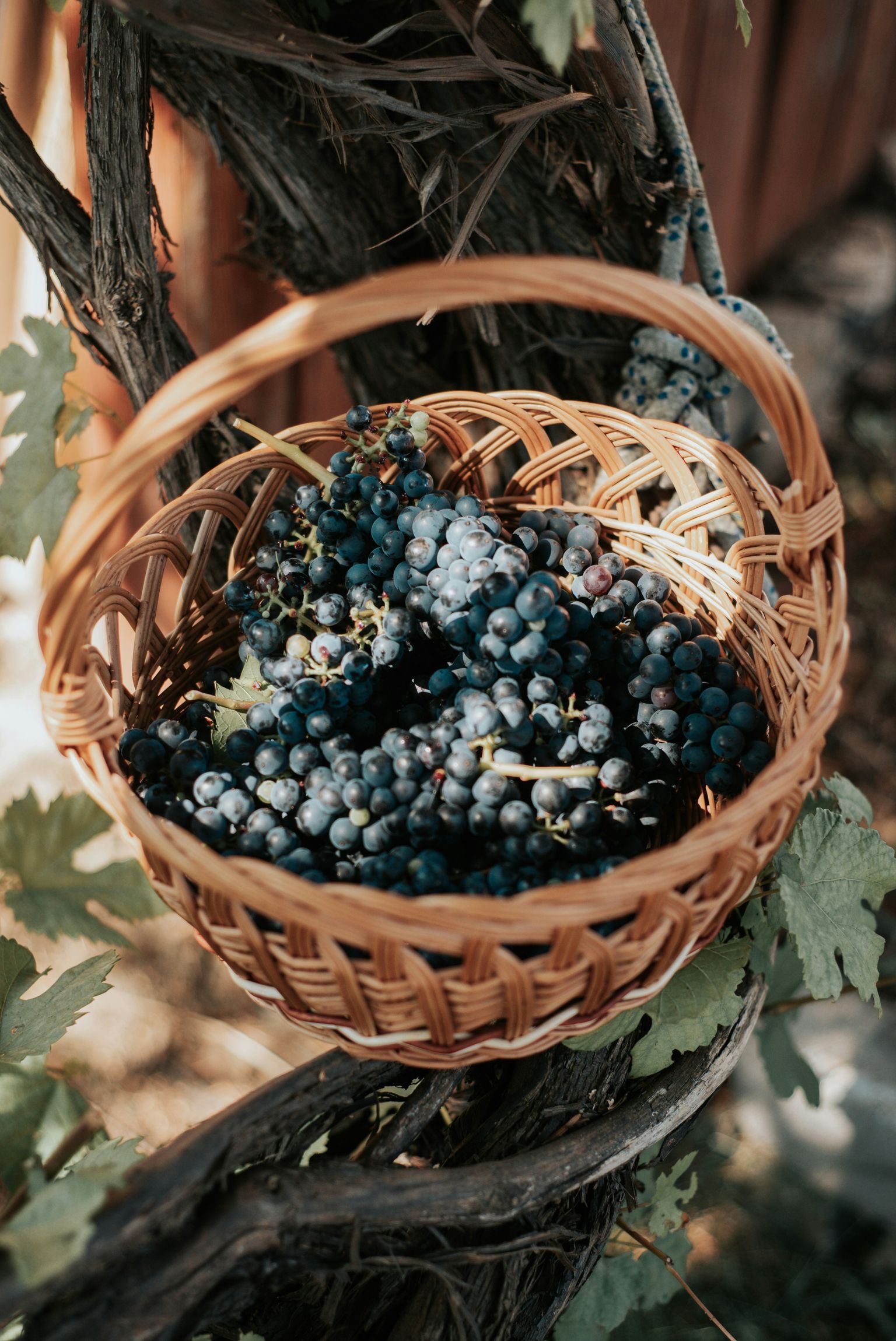 Handgewebter Korb mit frischen, blauen Beeren und Blättern.