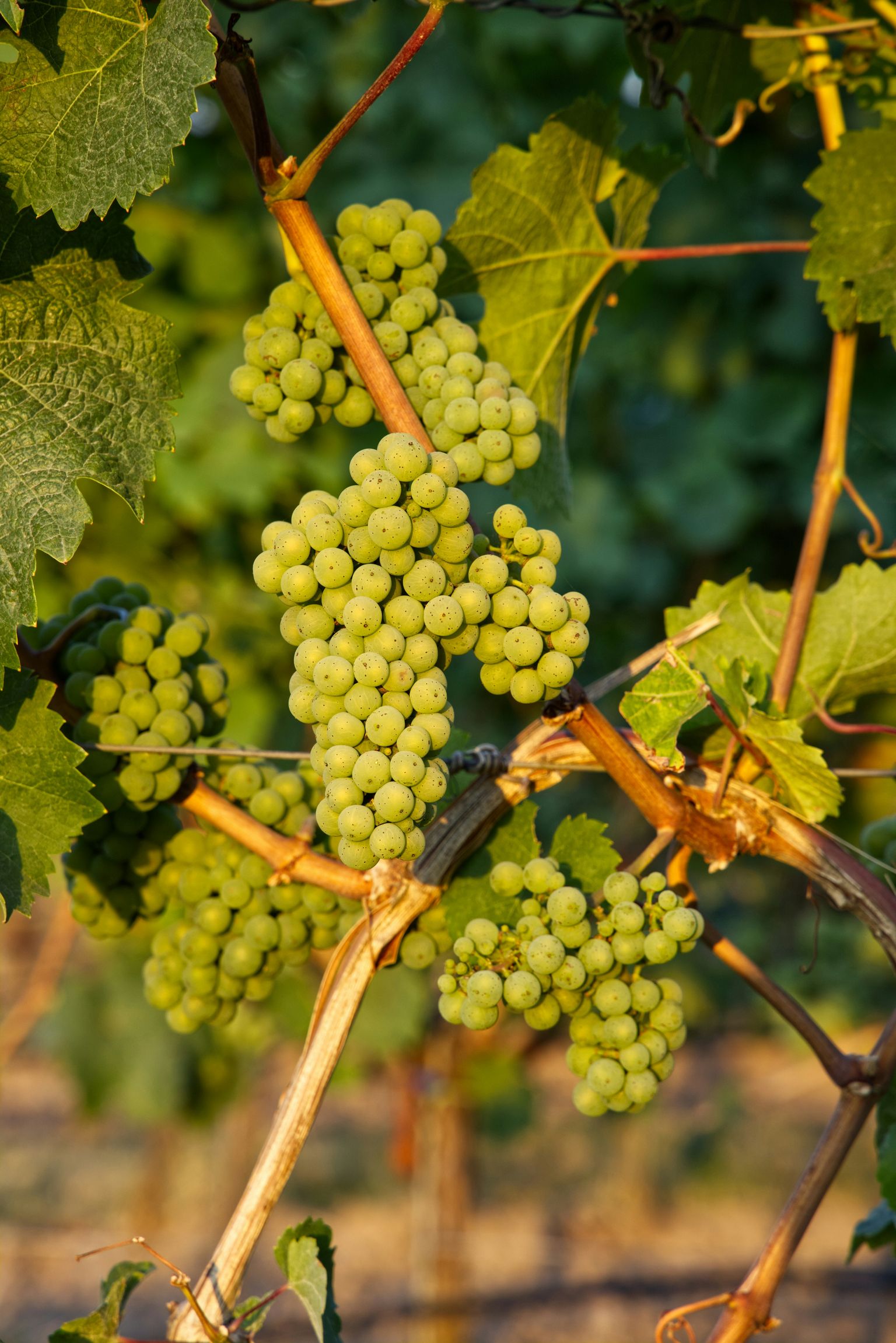 Frische, grüne Weinbeeren hängen an einer Rebstocke in der Sonne.