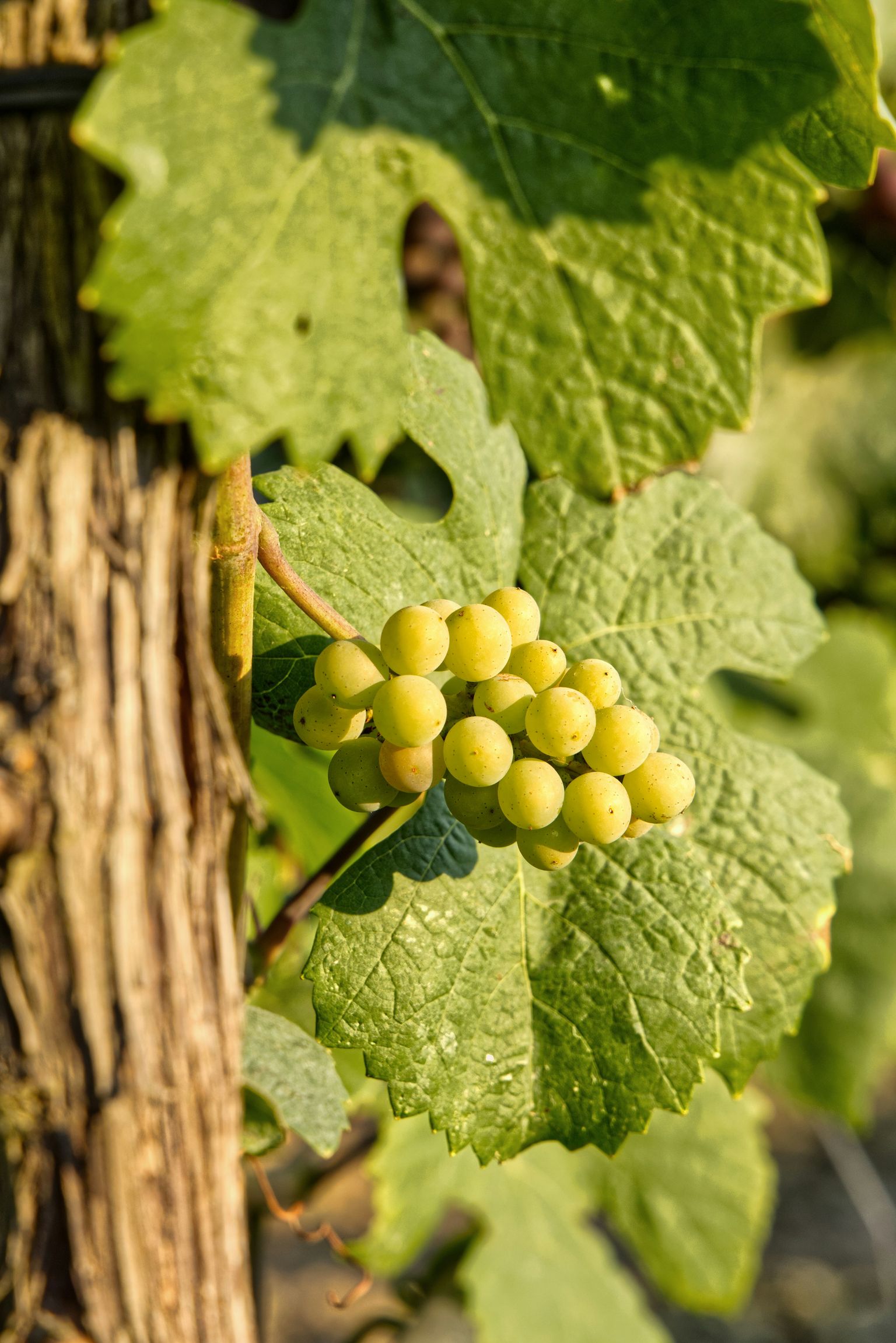 Frische, grüne Weinbeeren hängen an einem Blatt der Weinrebe.