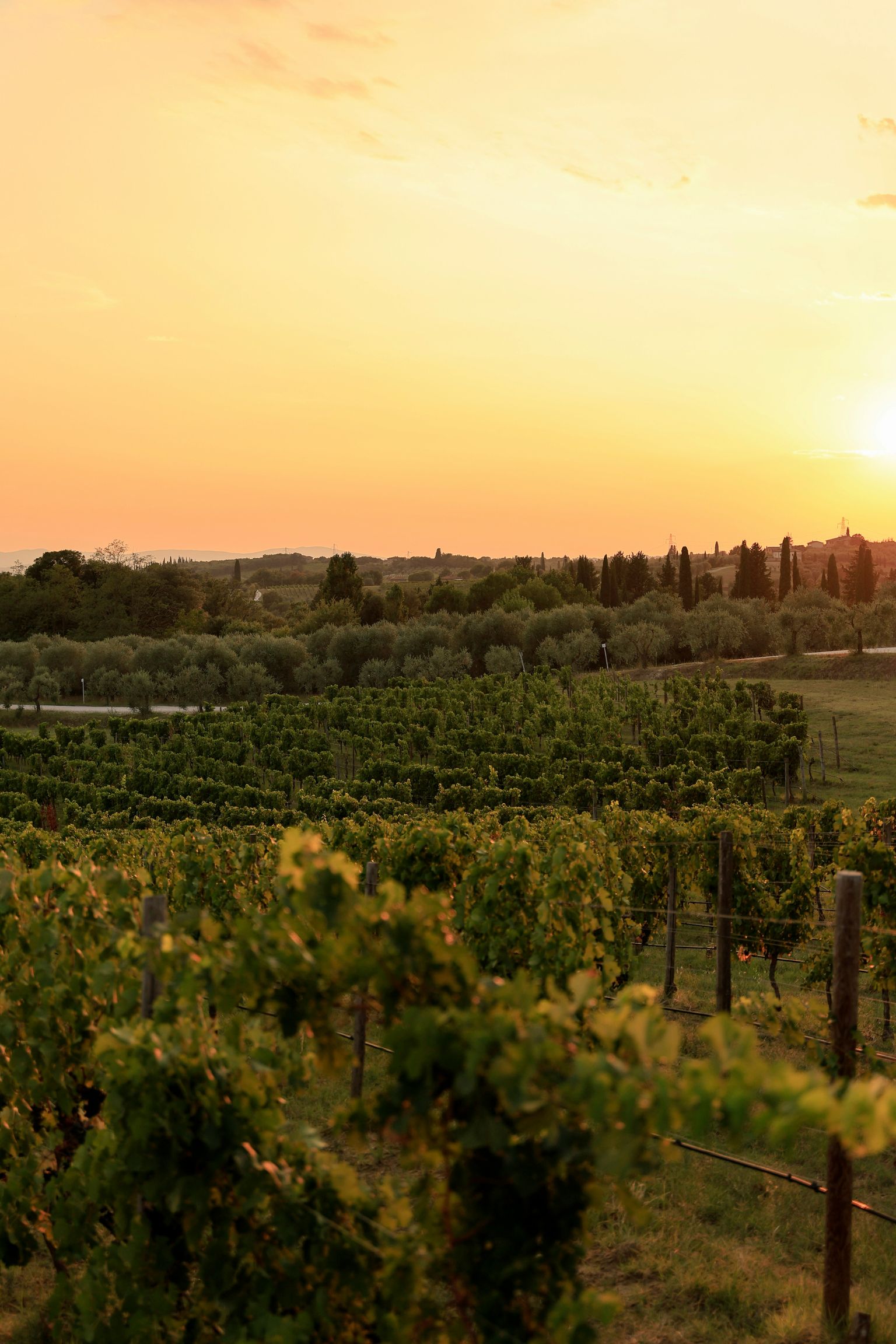Sonnenuntergang über malerischer Weinberglandschaft mit sanften Hügeln und Olivenbäumen.