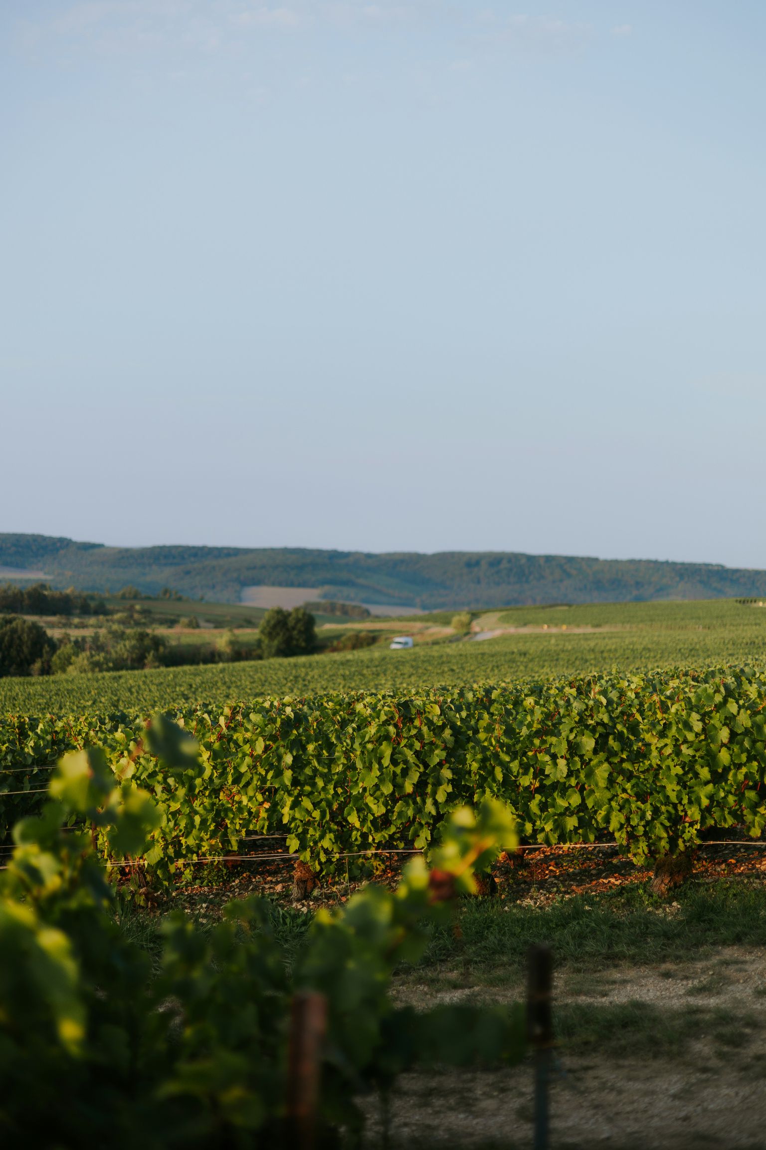 Weinberg mit grünen Reben unter klarer Himmelspanorama.