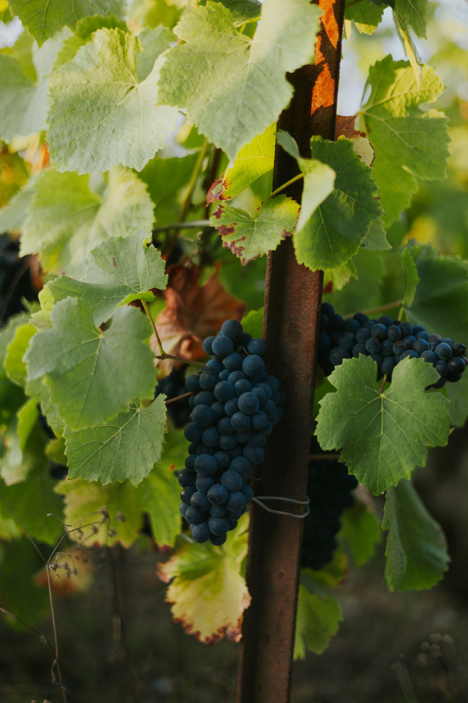 Reife Trauben an einer Weinrebe mit grünen Blättern.