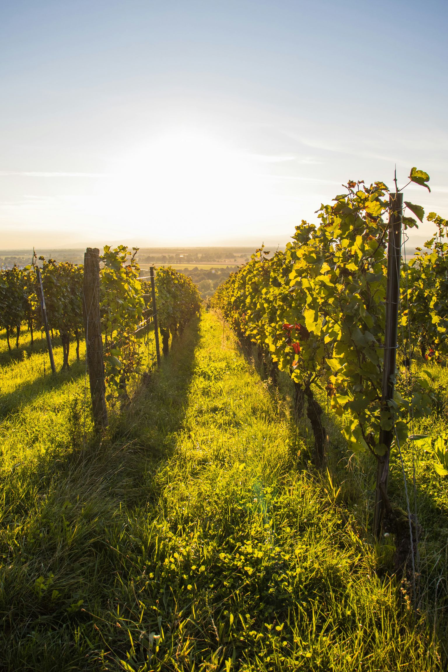 Sonnenuntergang über sonnendurchfluteten Weinreben in malerischer Weinberglandschaft.