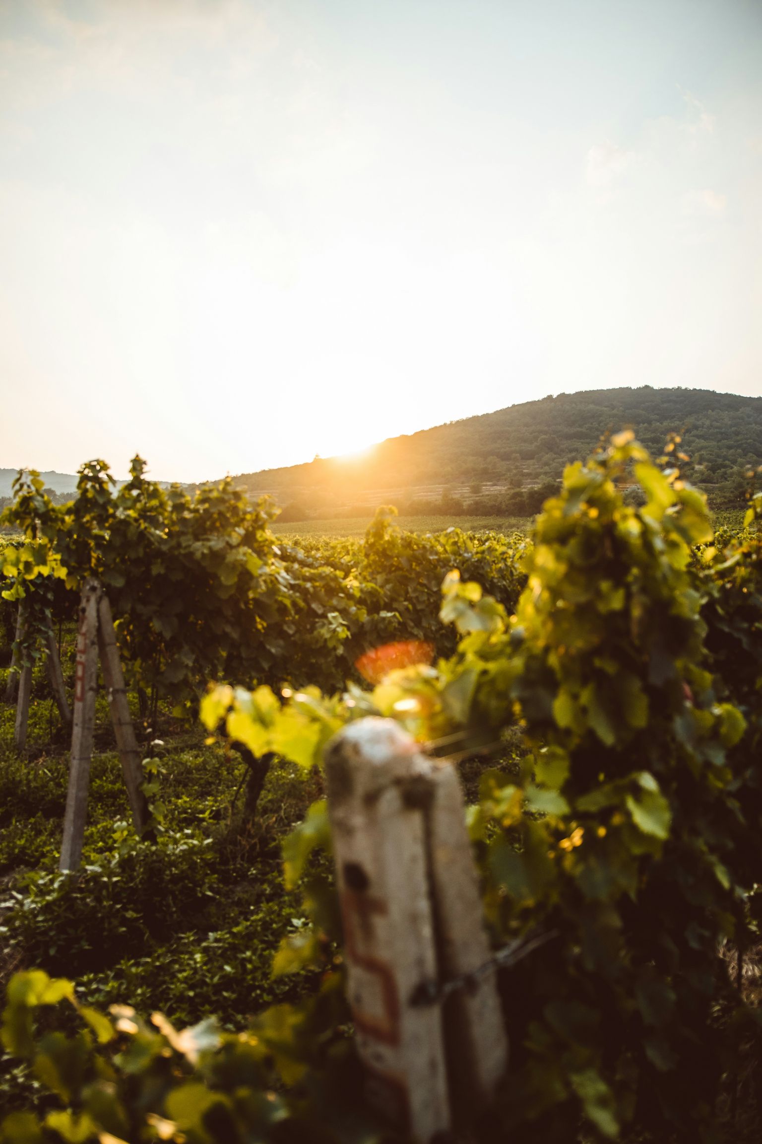 Sonnenaufgang über sonnenbeschienener Weinberglandschaft mit grünen Reben und Holzpfahl.