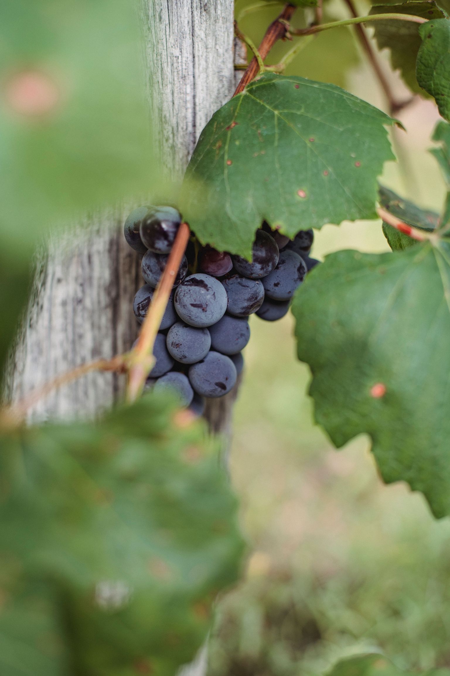Reife Trauben hängen an grünen Blättern an einem Weinstock.