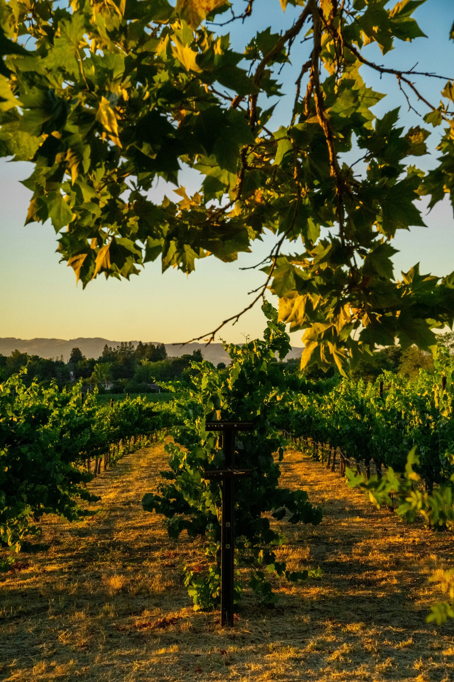 Goldene Abendsonne über sonnenbeschienenen Weinreben in malerischer Weinberglandschaft.