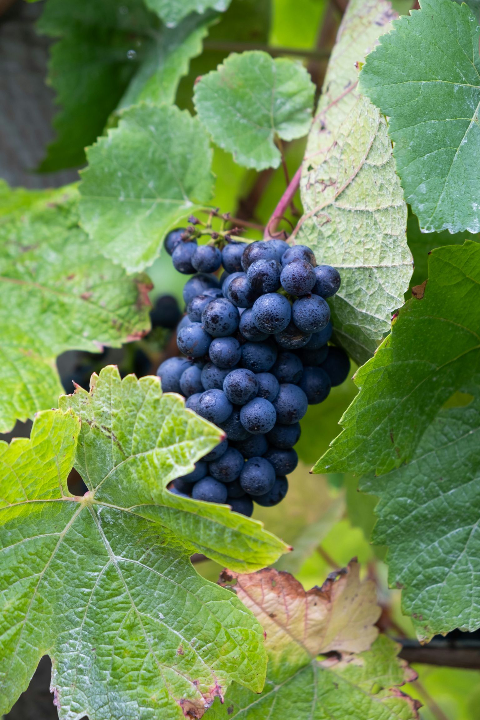 Reife Trauben hängen an grünen Weinreben, sonnenbeschienen und frisch.