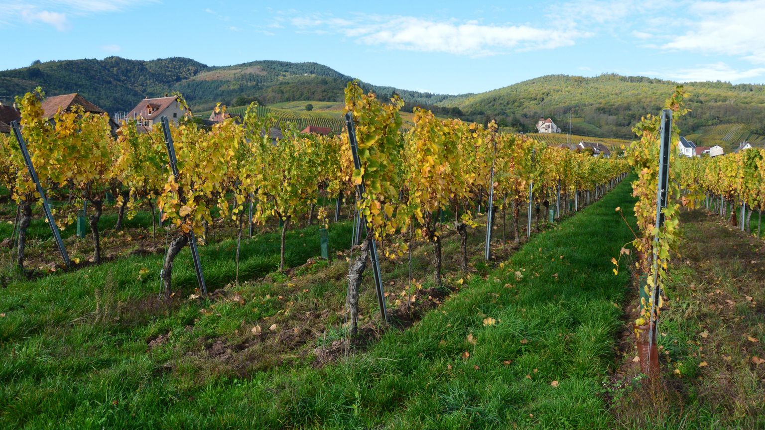 Goldgelbe Weinreben in malerischer Hügellandschaft bei klarem Himmel.