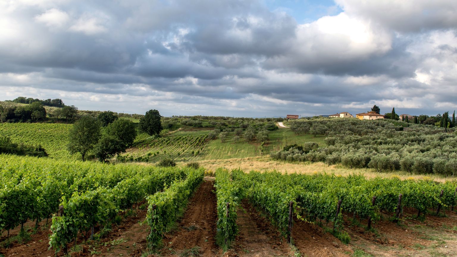 Weinberg mit grünen Reben unter bewölktem Himmel und ländlicher Ferne.