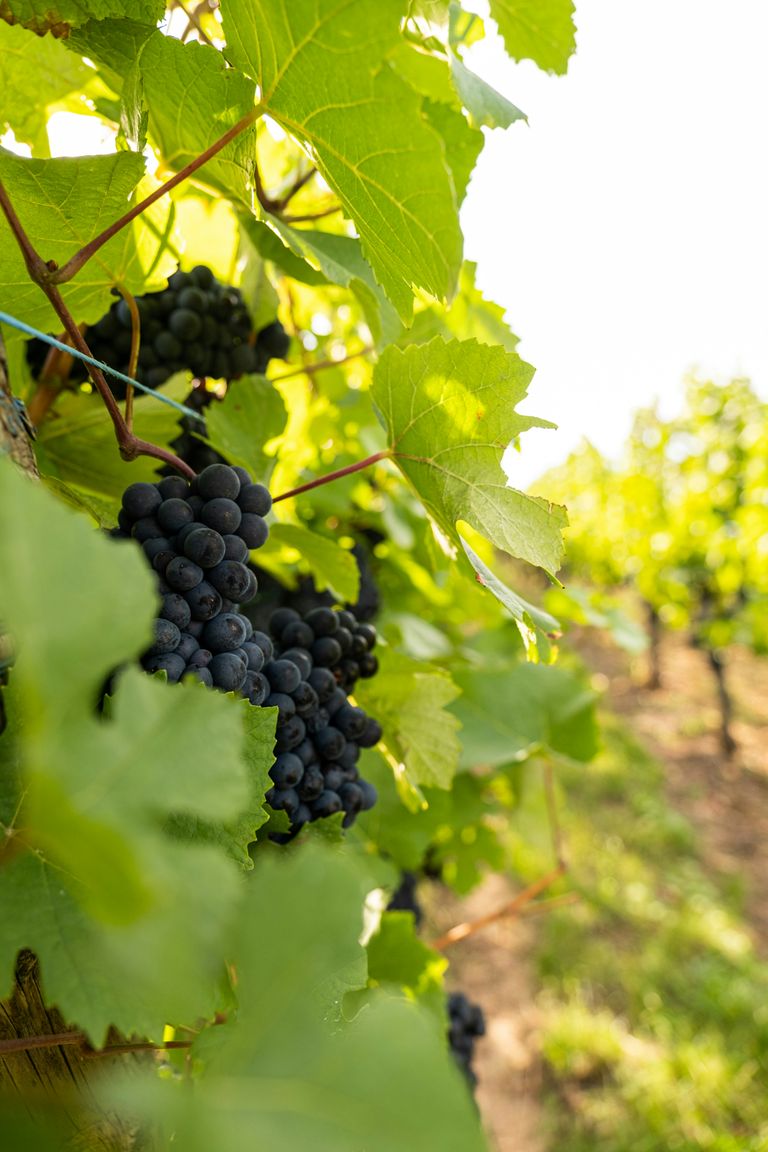 Reife Trauben hängen an grünen Weinreben in sonnigem Weinberg.