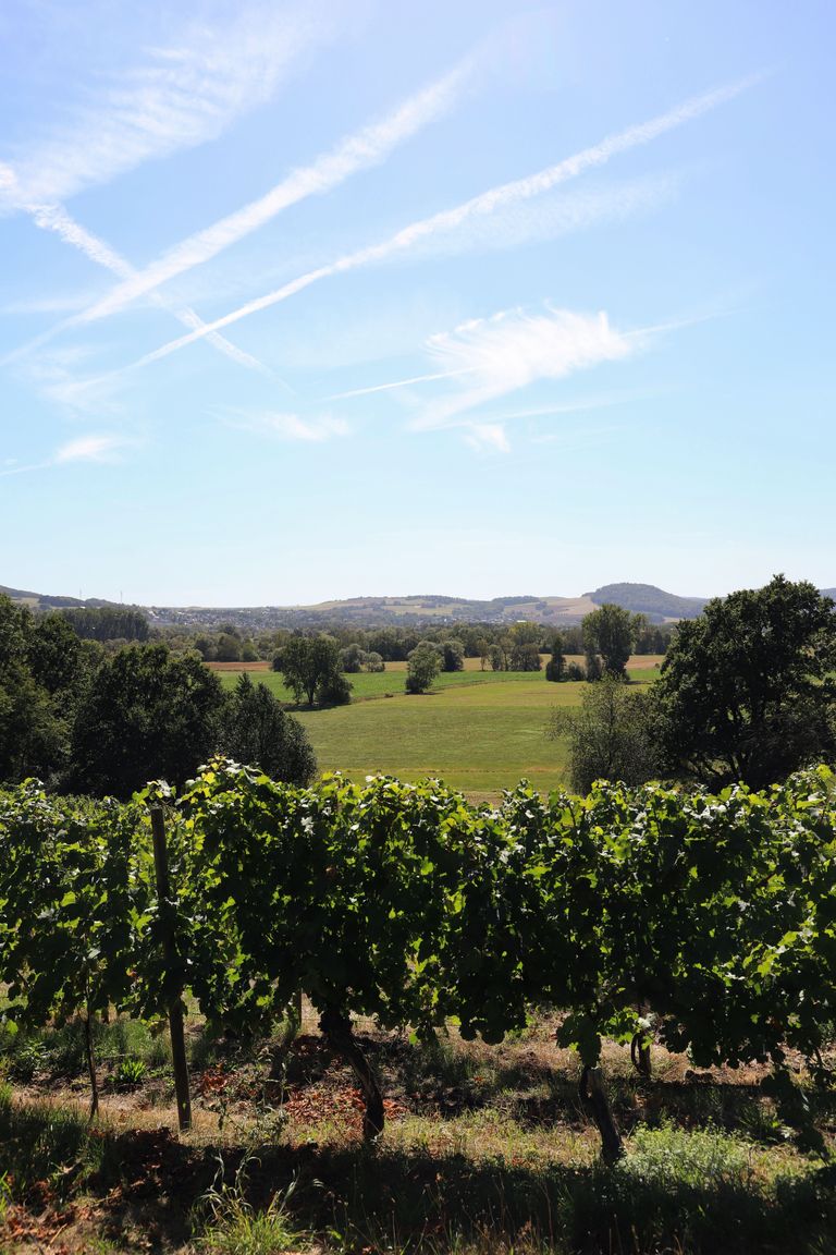Weinberg mit grünen Reben unter blauem Himmel und sanften Hügeln im Hintergrund.