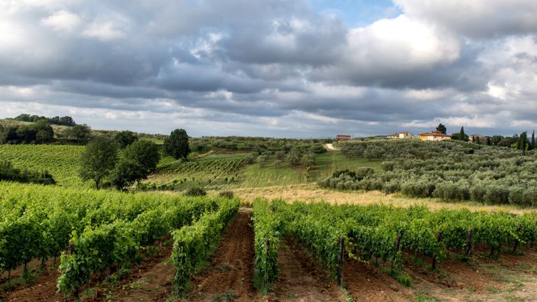 Weinberg mit grünen Reben unter bewölktem Himmel und ländlicher Ferne.