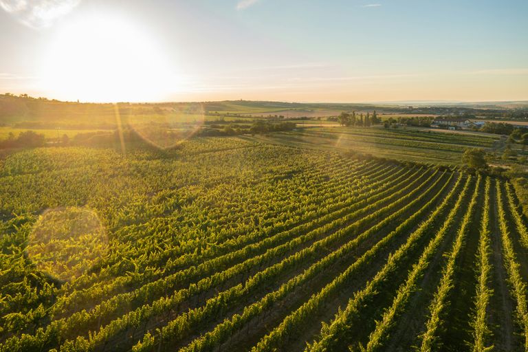 Sonnenaufgang über geordneten Weinbergen mit weitem Horizont und sanftem Licht.