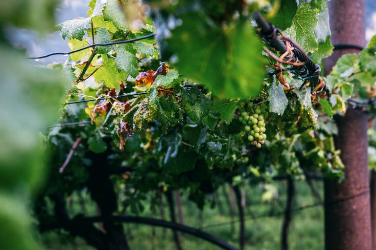 Reife Trauben an einer Weinrebe, umgeben von grünem Laub und Insekten.